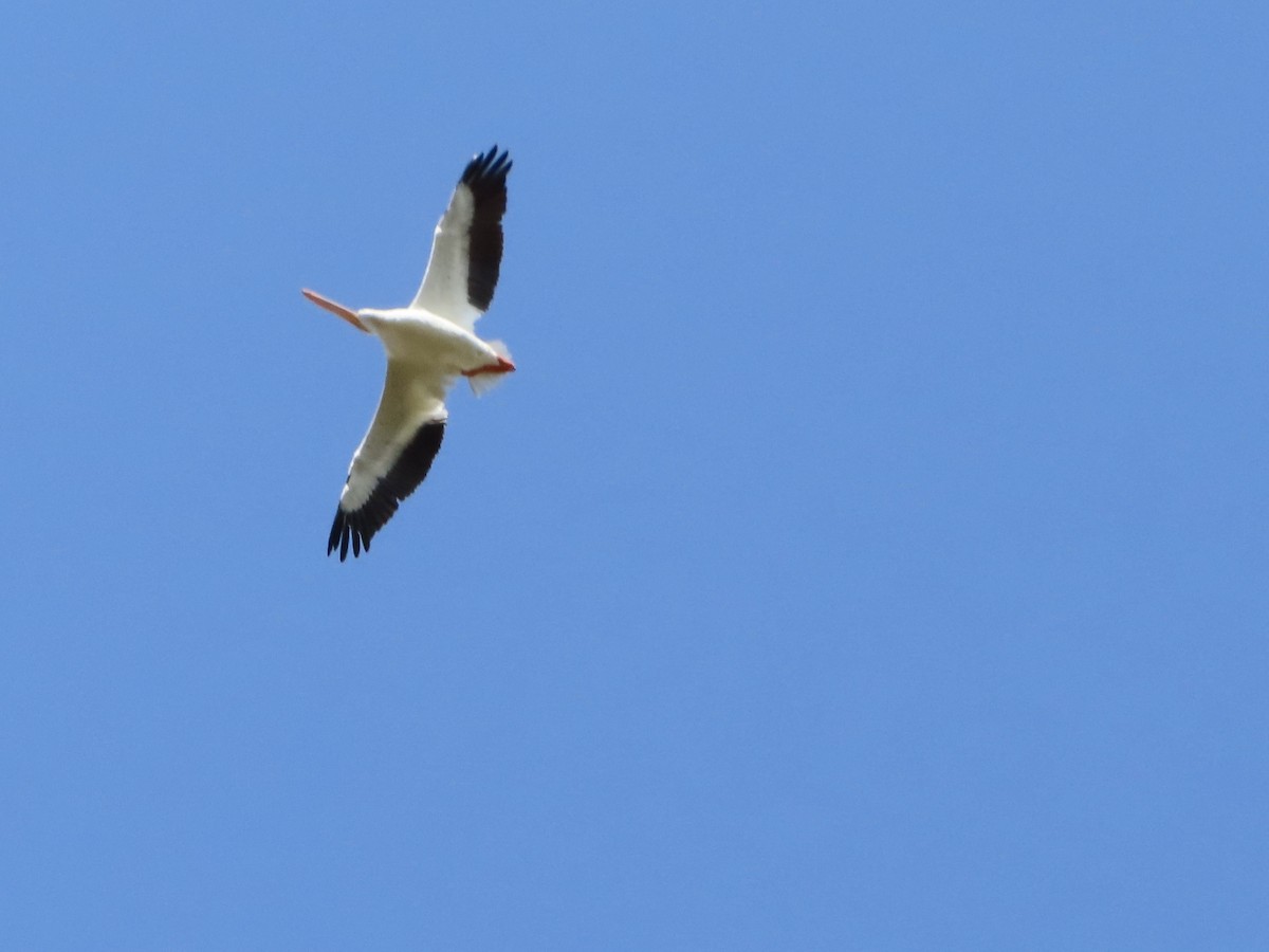 American White Pelican - ML609581921