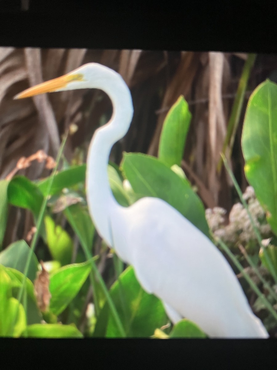 Great Egret - ML609582144