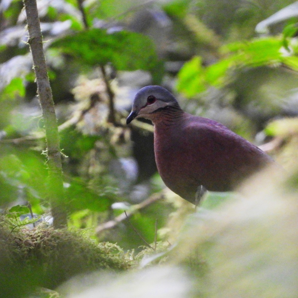 Chiriqui Quail-Dove - ML609582191