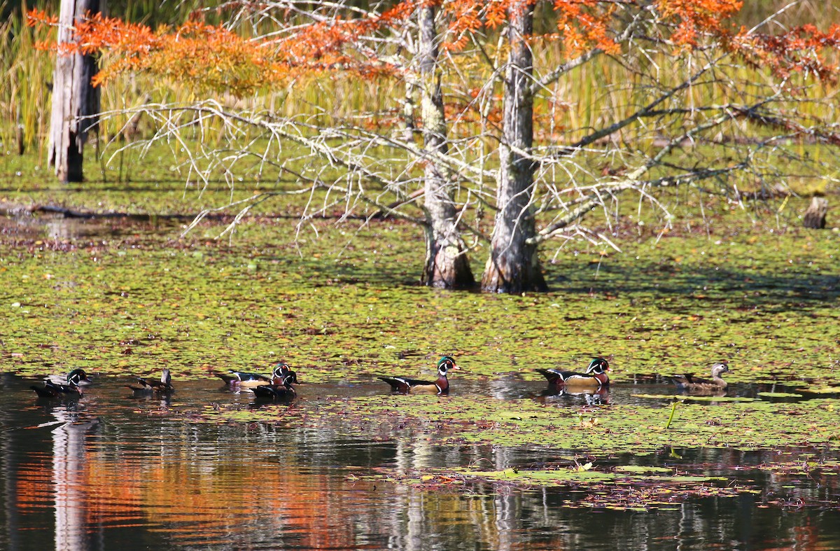 Wood Duck - ML609582238