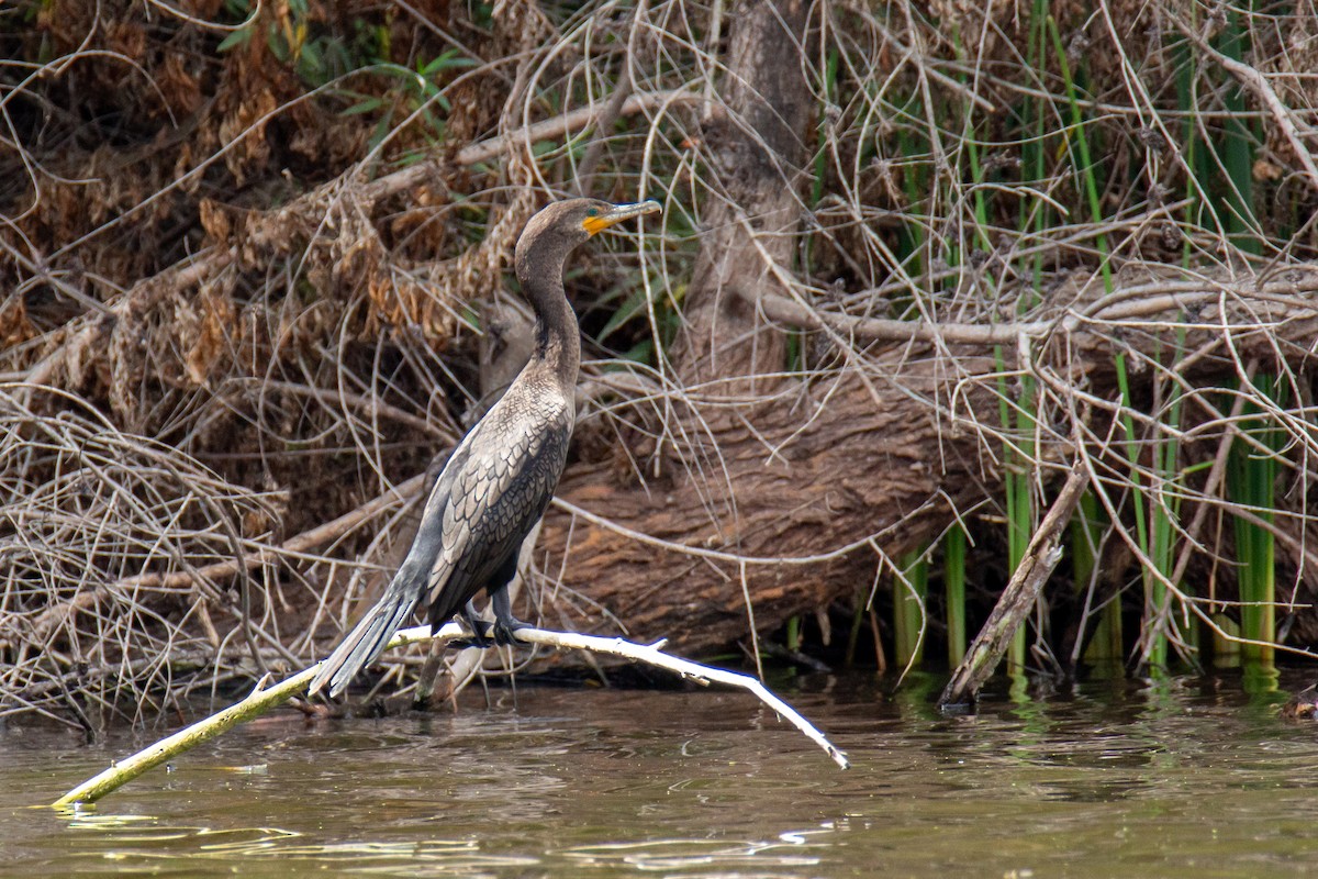 Double-crested Cormorant - Christina Kidd