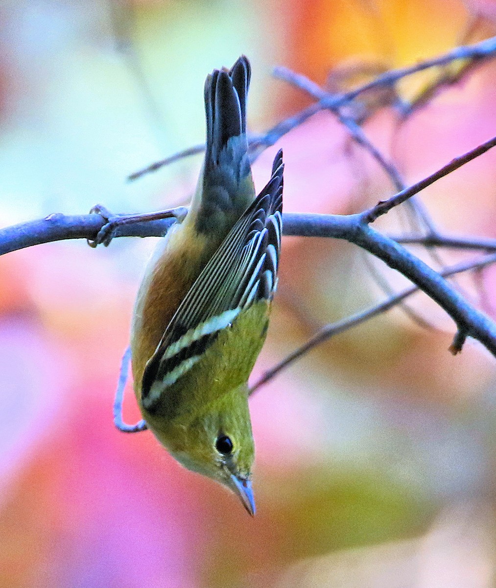Bay-breasted Warbler - ML609582336