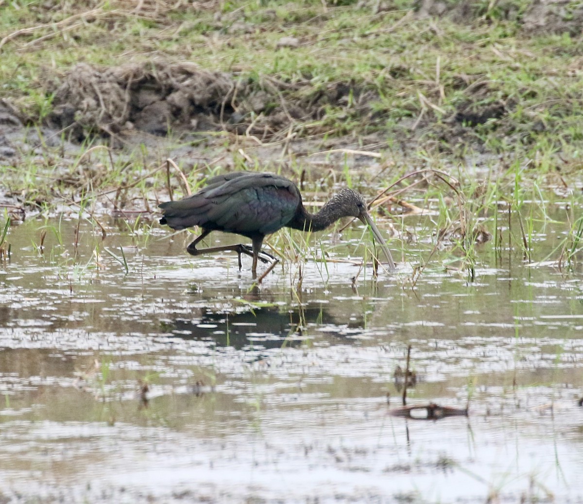 Glossy Ibis - ML609582345