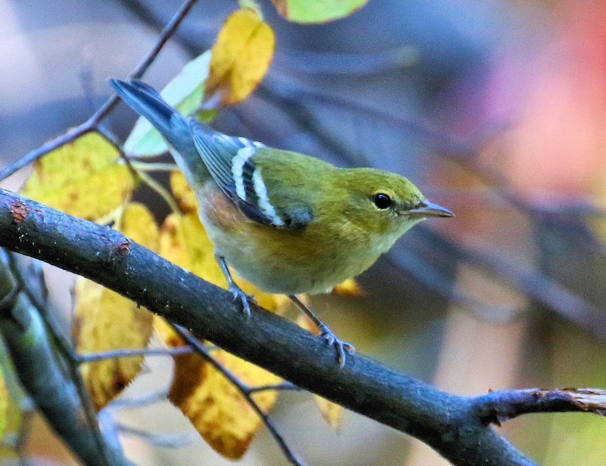 Bay-breasted Warbler - ML609582348