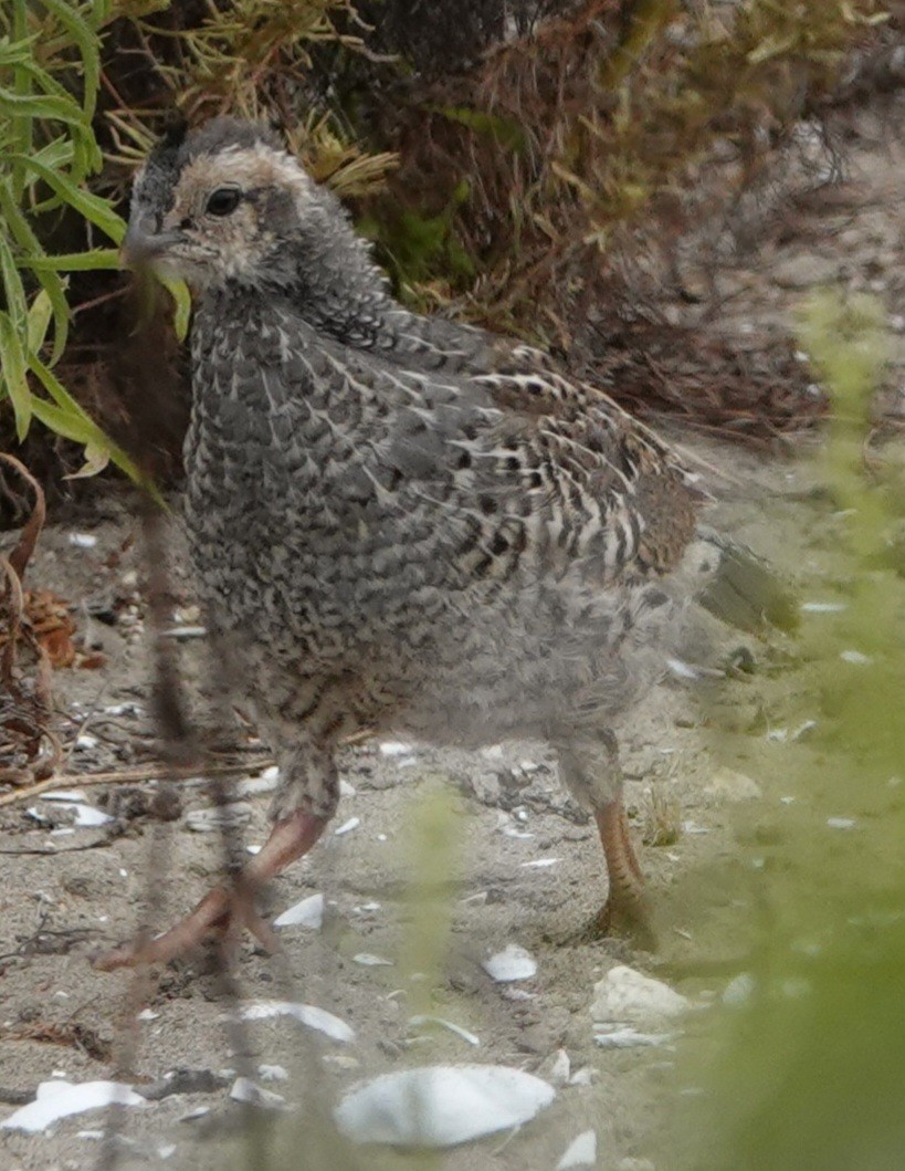 California Quail - Lalouette 🐣