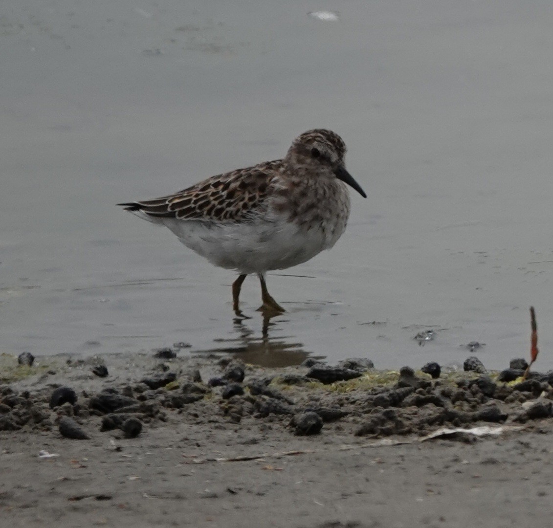 Least Sandpiper - ML609582475