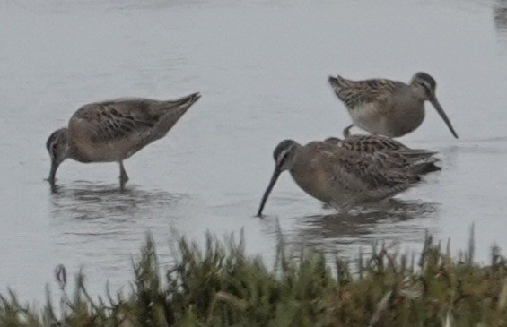 Long-billed Dowitcher - ML609582484