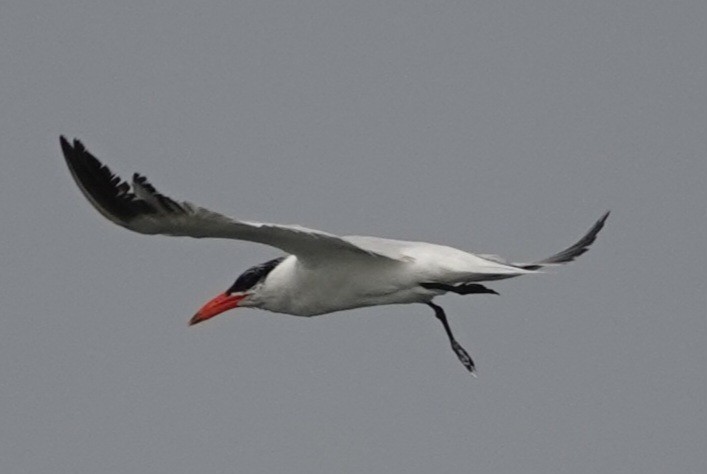 Caspian Tern - Lalouette 🐣