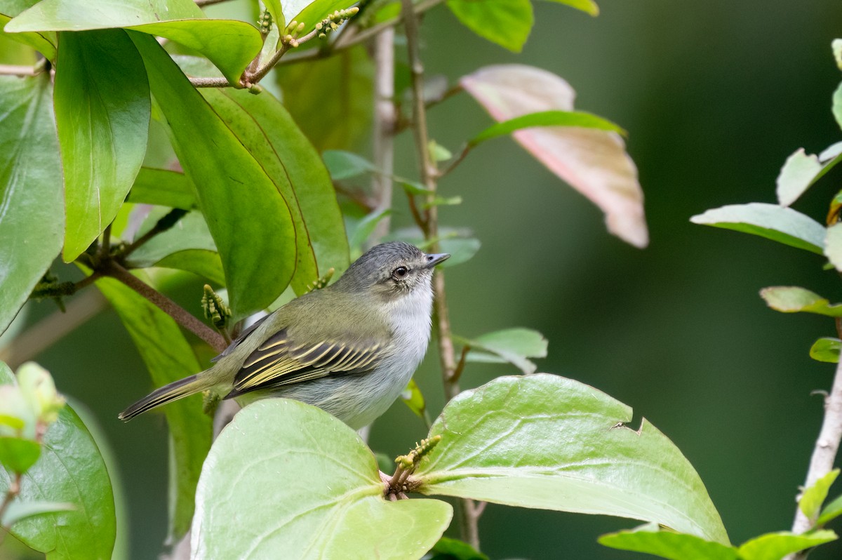 Mistletoe Tyrannulet - ML609582513