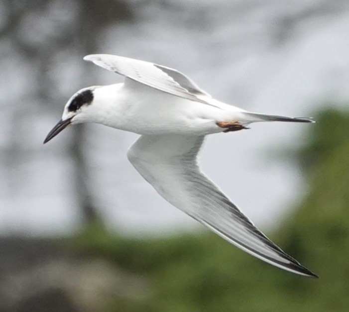 Forster's Tern - Lalouette 🐣