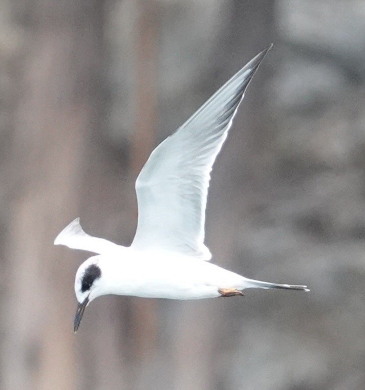 Forster's Tern - Lalouette 🐣