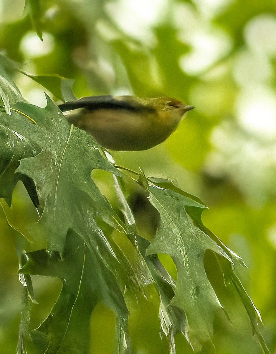 Bay-breasted Warbler - ML609582577