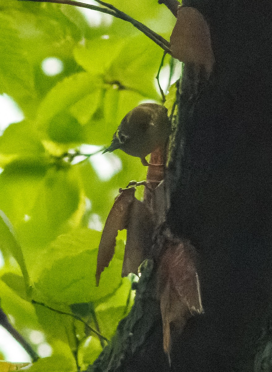 Bay-breasted Warbler - ML609582578