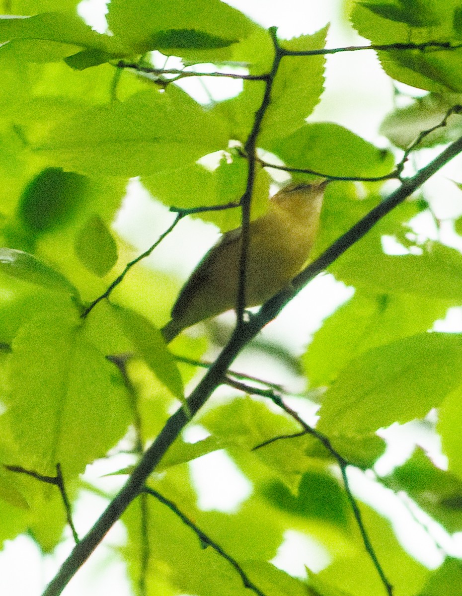 Bay-breasted Warbler - ML609582579