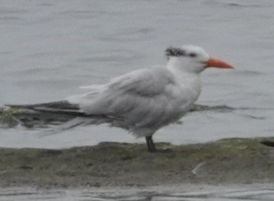 Royal Tern - Lalouette 🐣