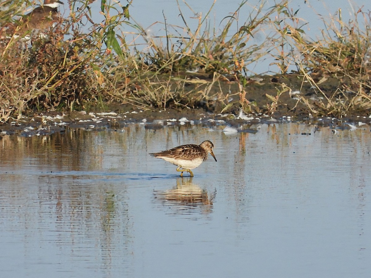 Bécasseau à poitrine cendrée - ML609582709