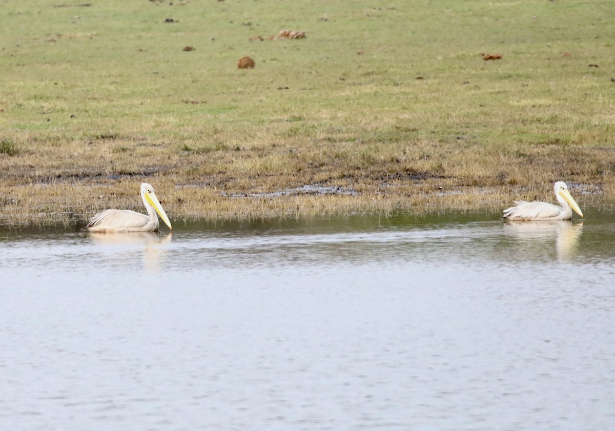 Pink-backed Pelican - ML609582715