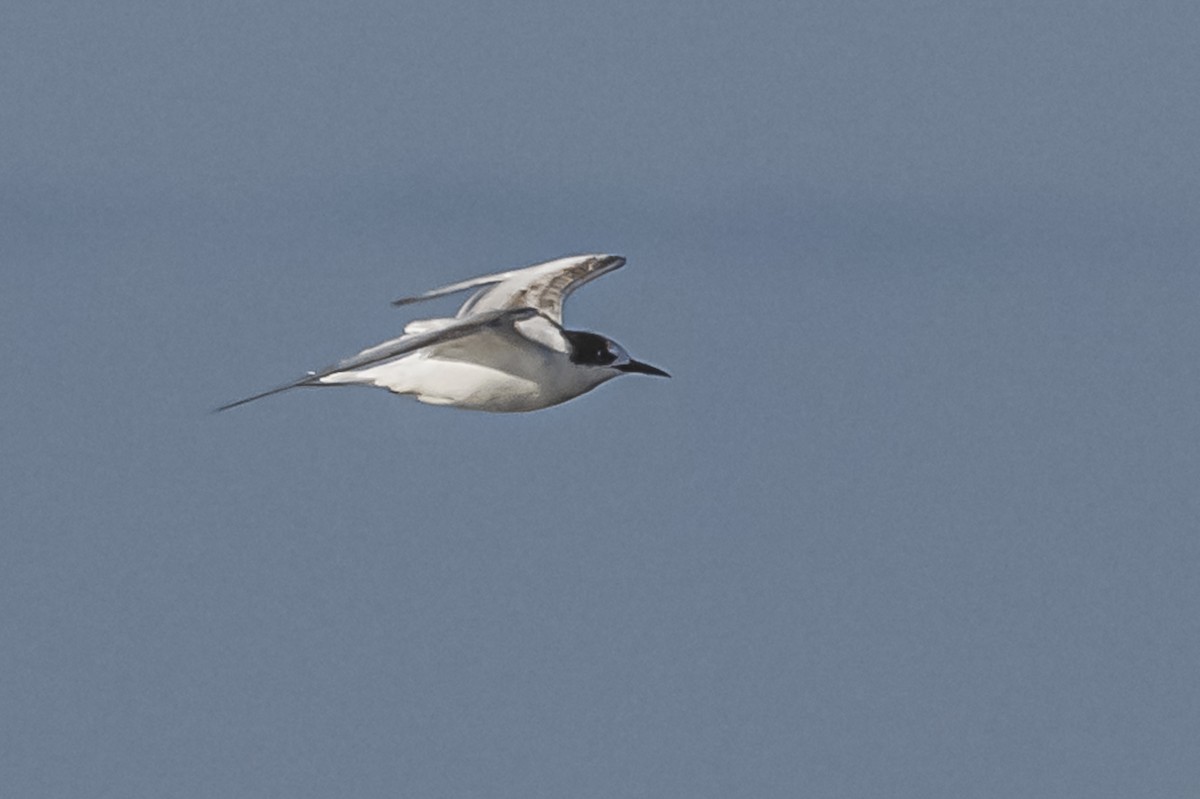 South American Tern - Amed Hernández