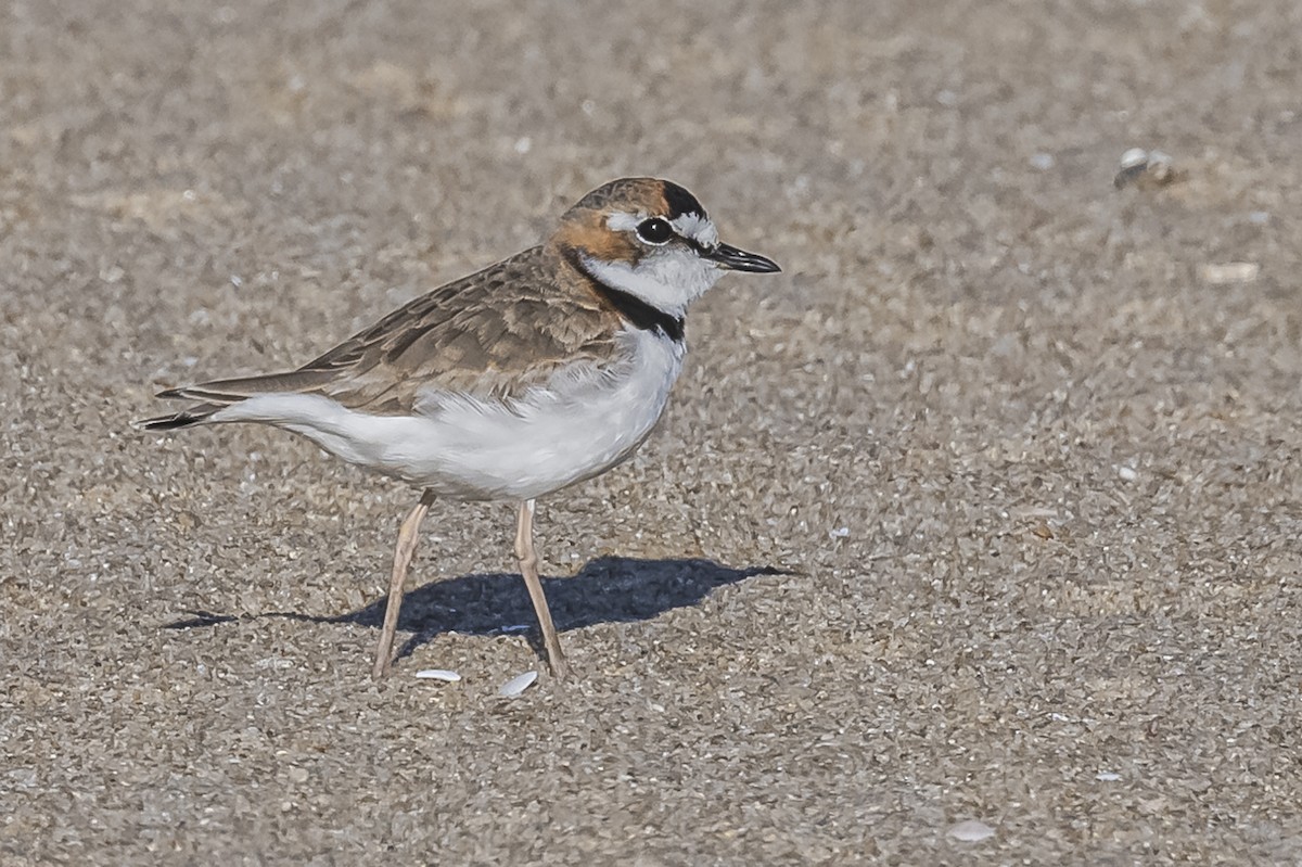 Collared Plover - Amed Hernández