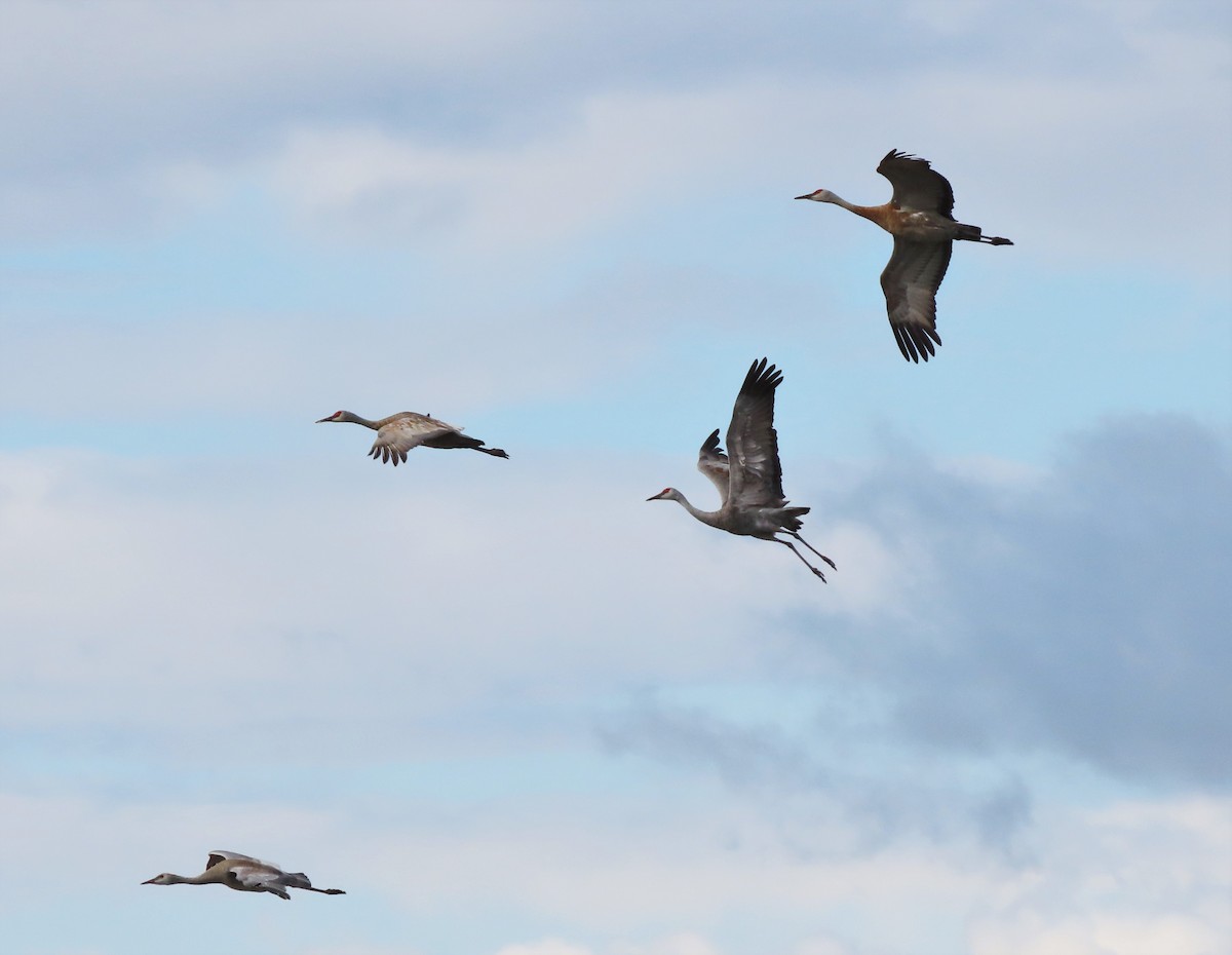 Sandhill Crane - Kerry Hjertaas