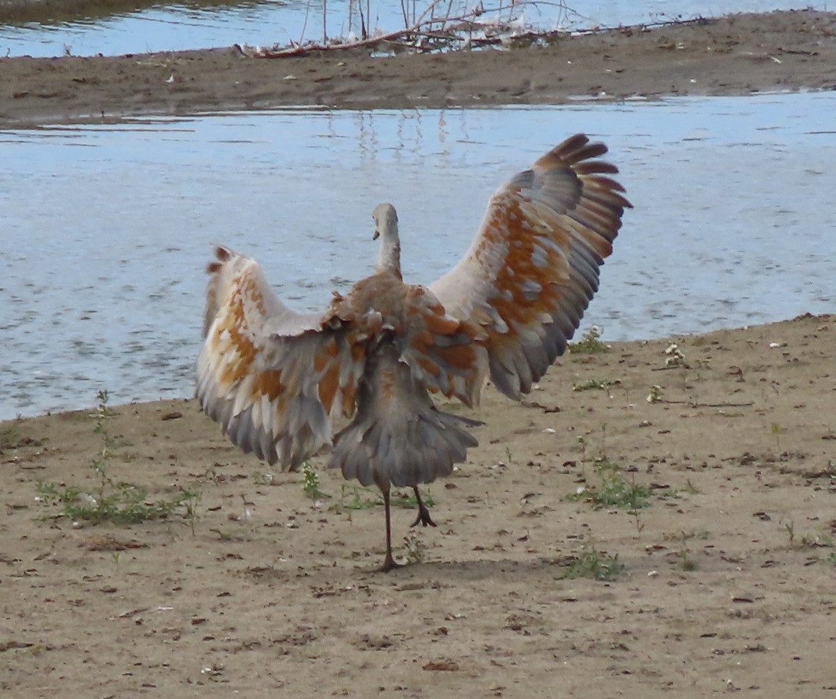 Sandhill Crane - ML609582792