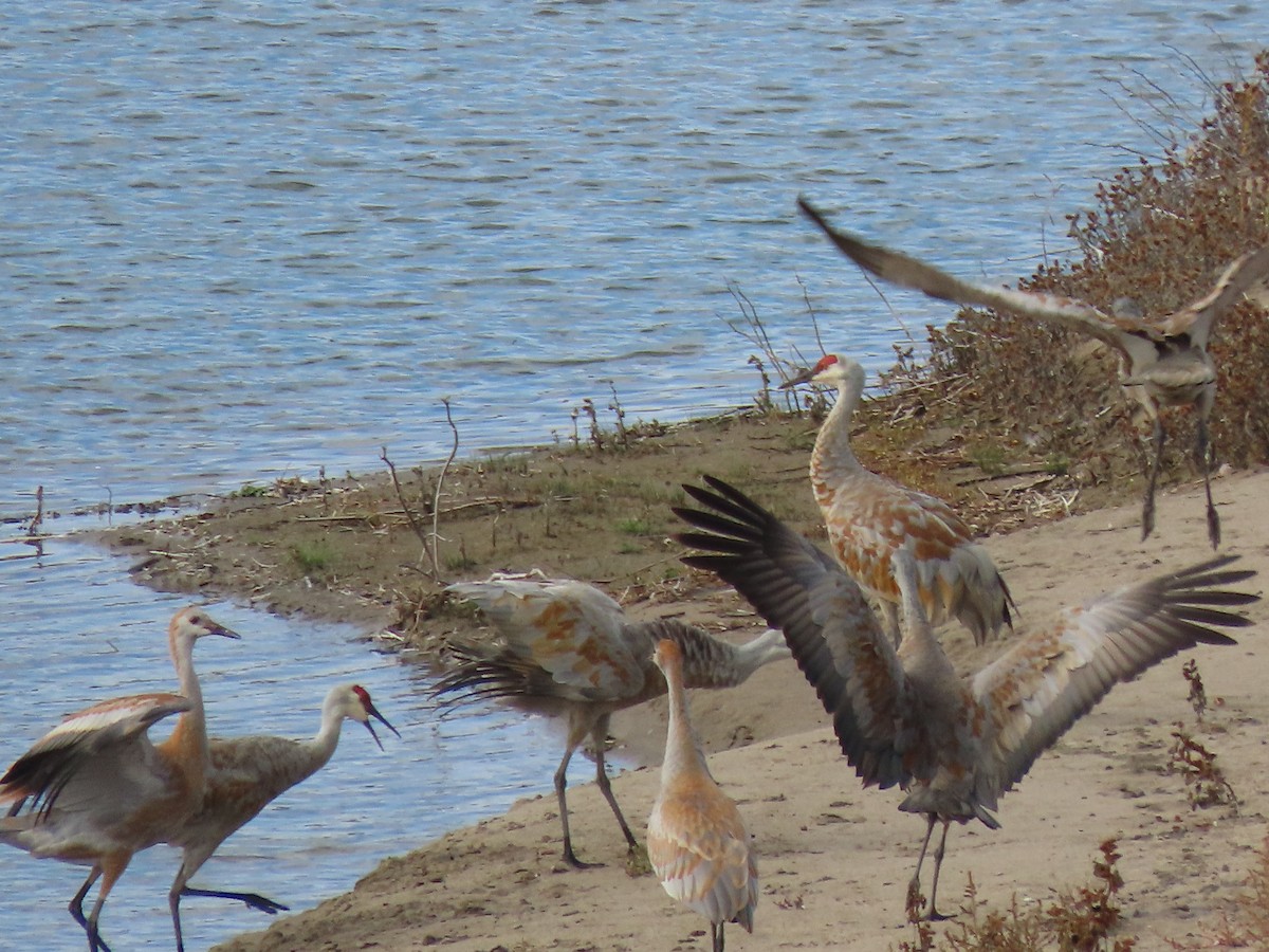 Sandhill Crane - Kerry Hjertaas