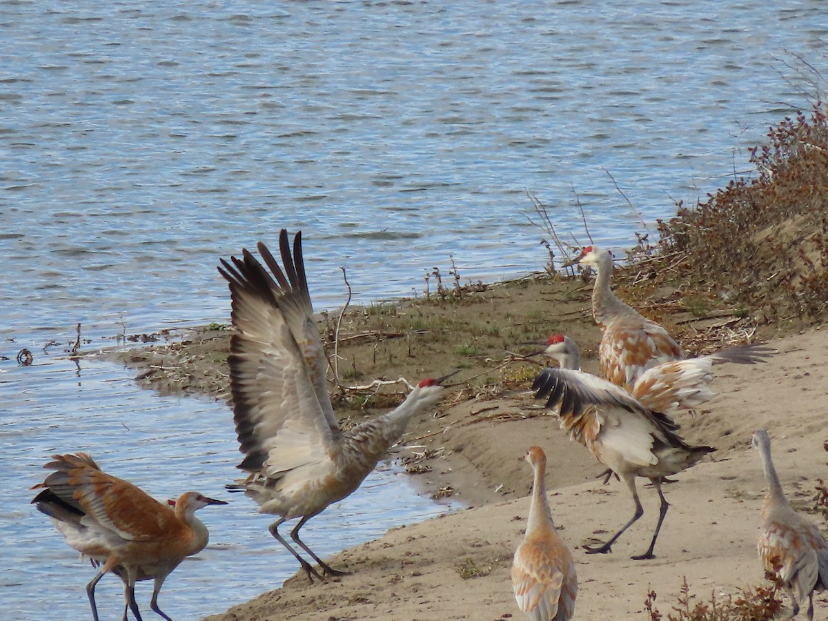 Sandhill Crane - ML609582809