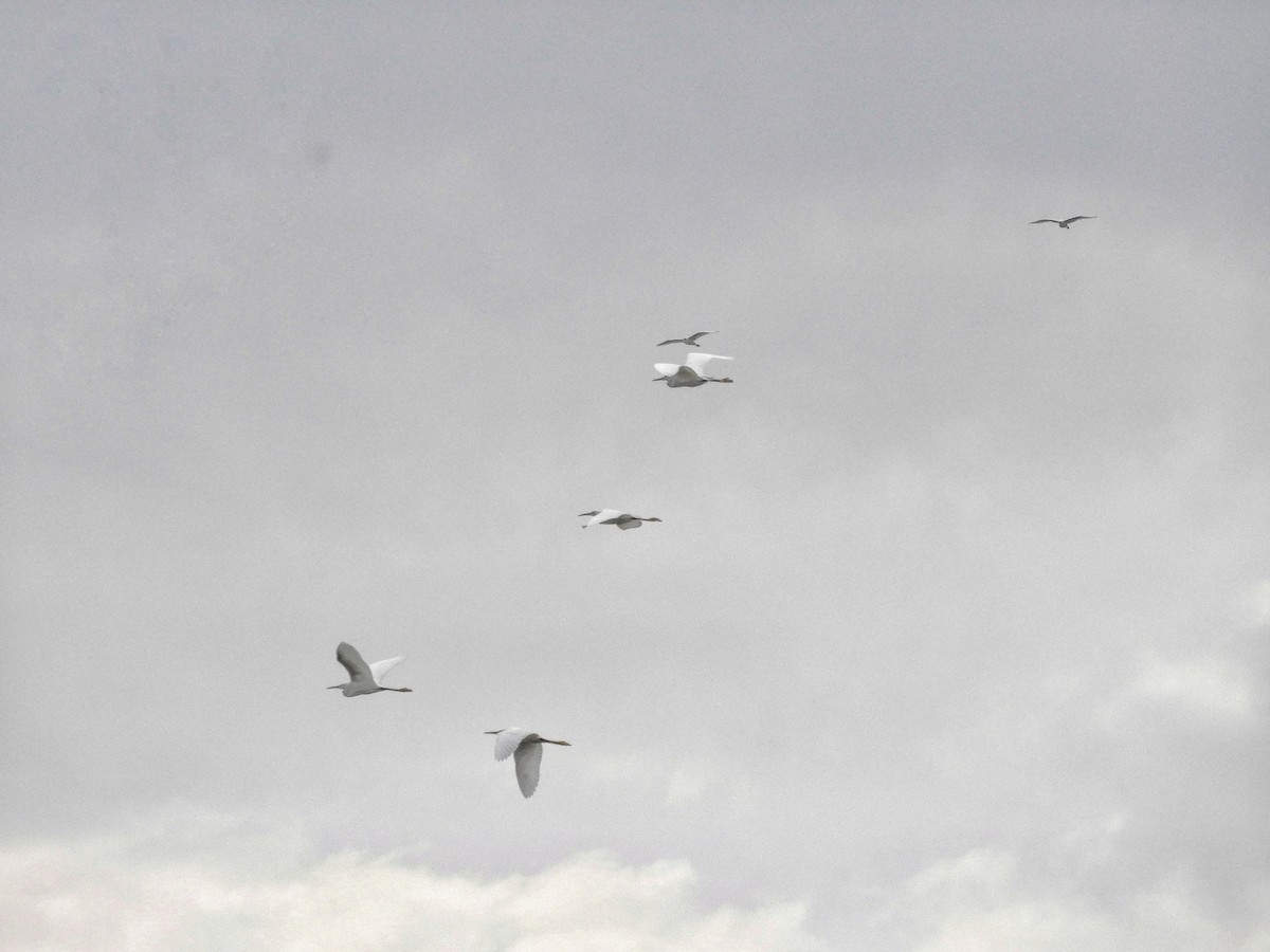 Great Egret - Eugenia Macchi