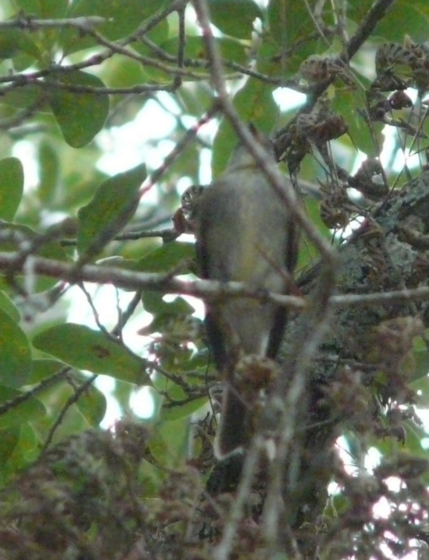tyranovec východní - ML609582849