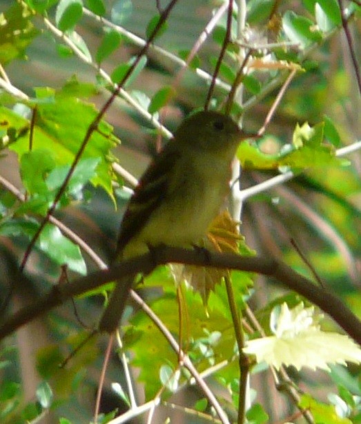 tyranovec žlutobřichý - ML609582856
