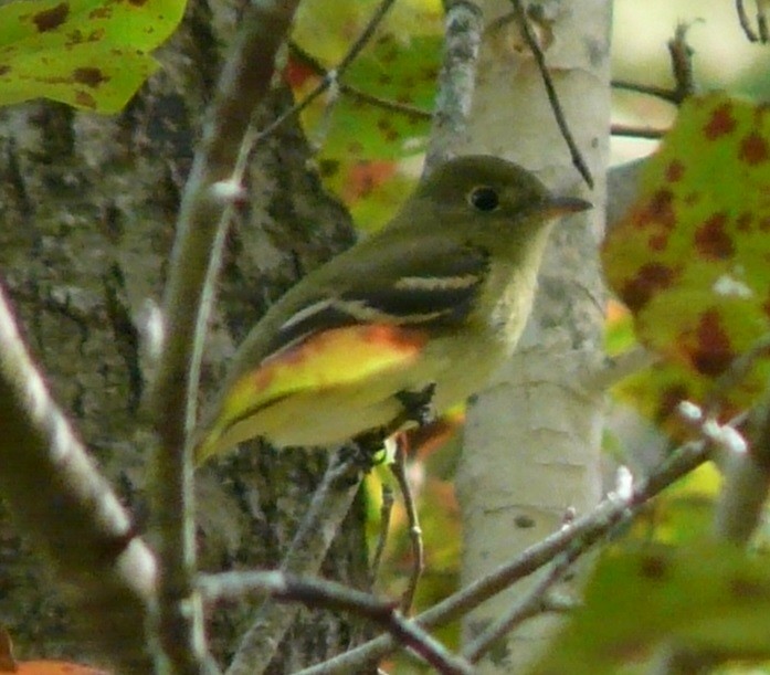 tyranovec žlutobřichý - ML609582858