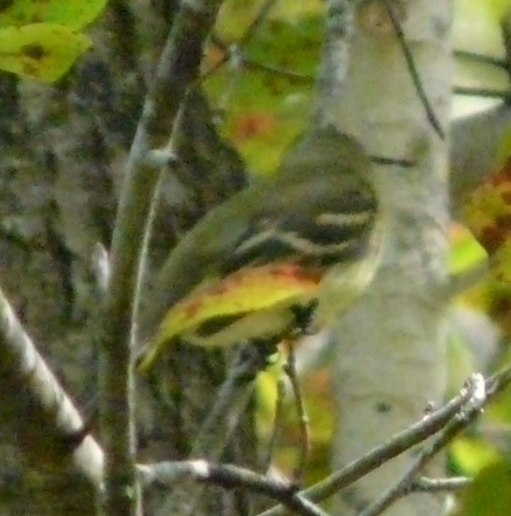 tyranovec žlutobřichý - ML609582862