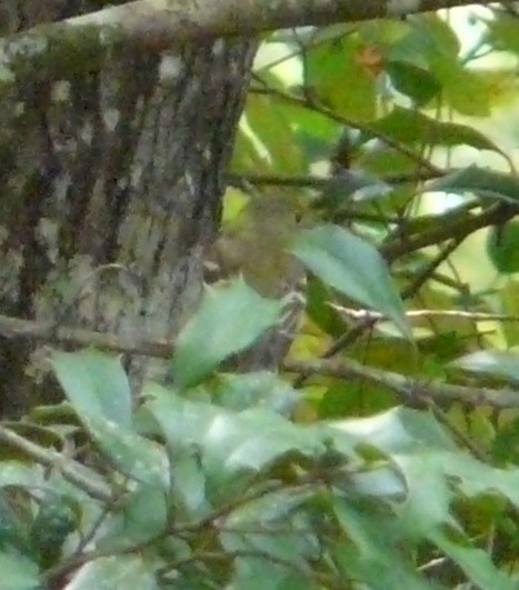 tyranovec zelenavý - ML609582870