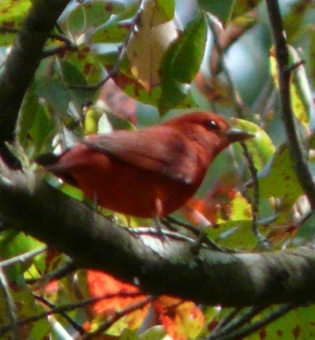 piranga ohnivá - ML609582885