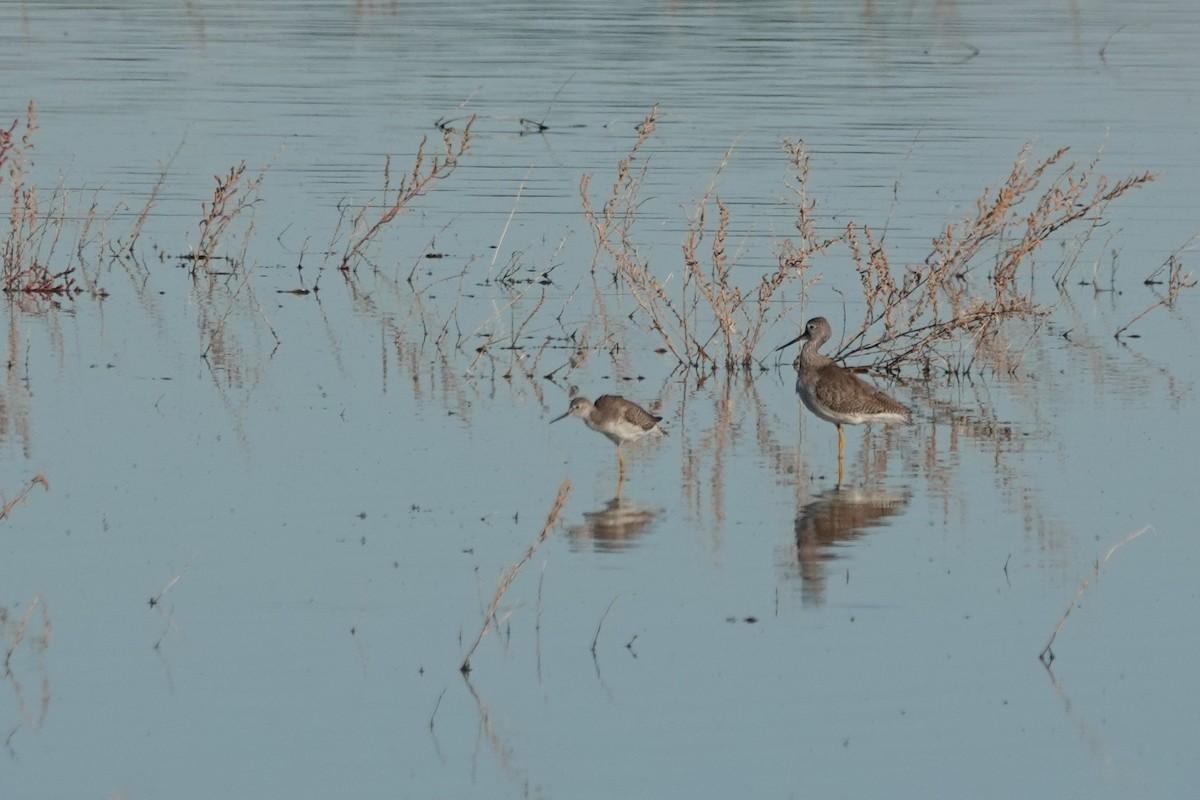 gulbeinsnipe - ML609582927