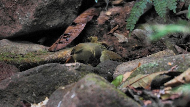 Rufous-rumped Foliage-gleaner - ML609582930