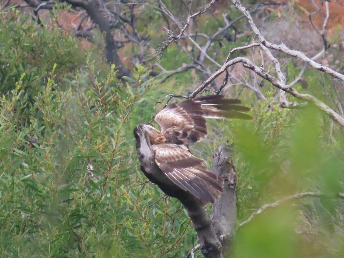 Square-tailed Kite - ML609583089