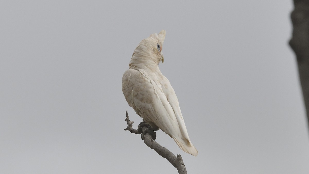 Western Corella - Elaine Rose