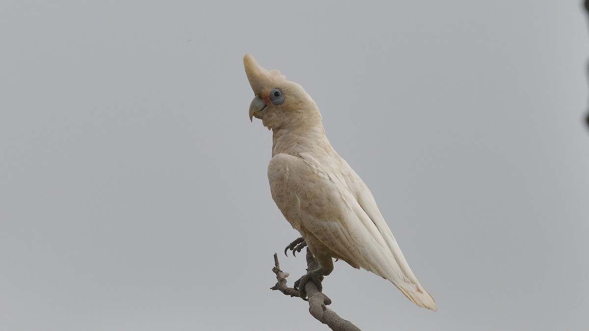 Cacatúa Cavadora - ML609583091