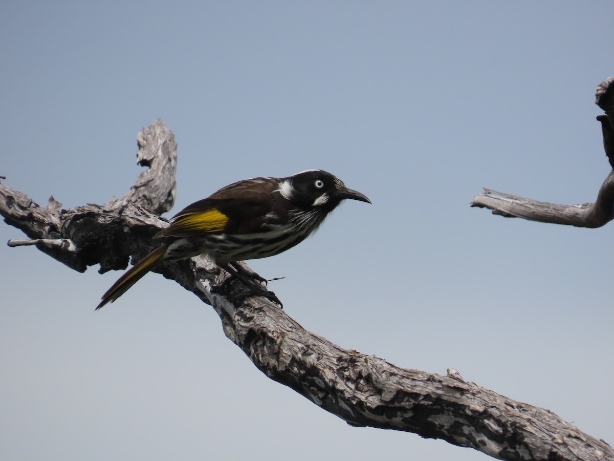 New Holland Honeyeater - ML609583093