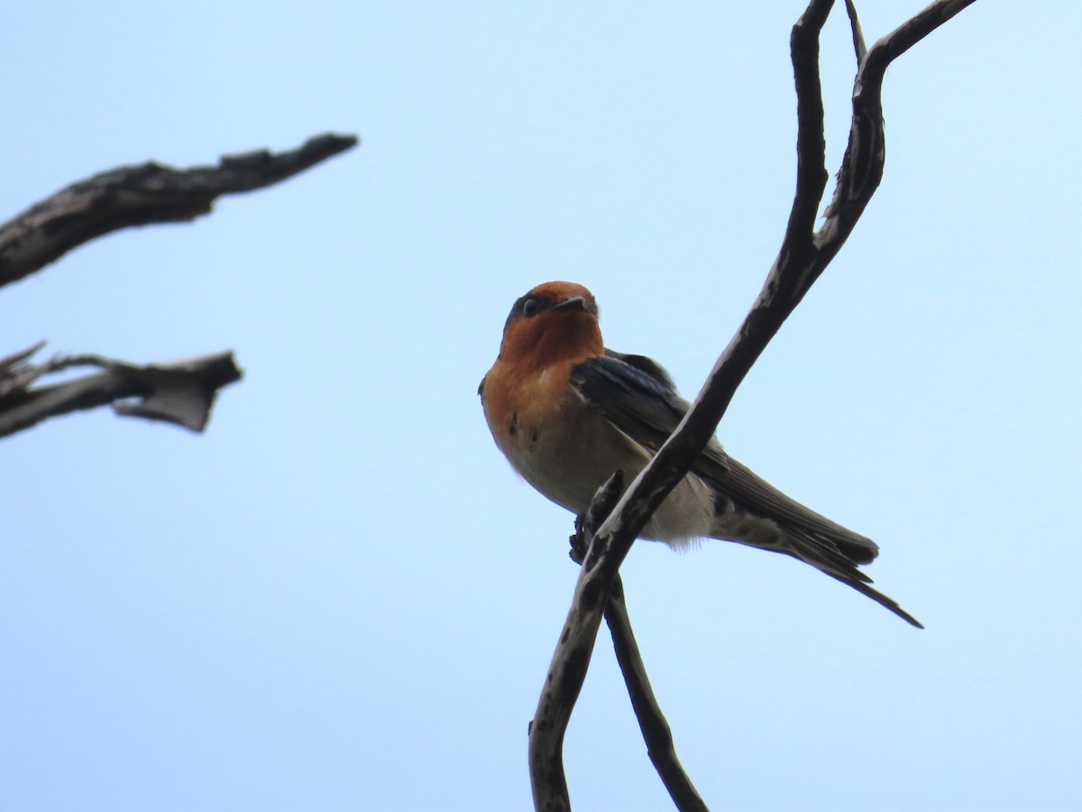 Golondrina Australiana - ML609583102