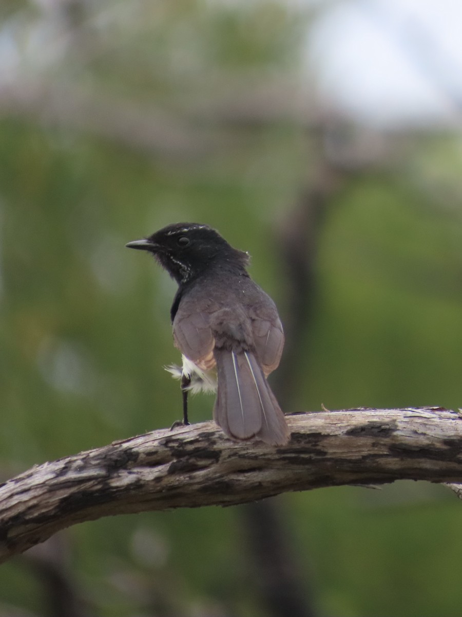 Willie-wagtail - Stuart Ling