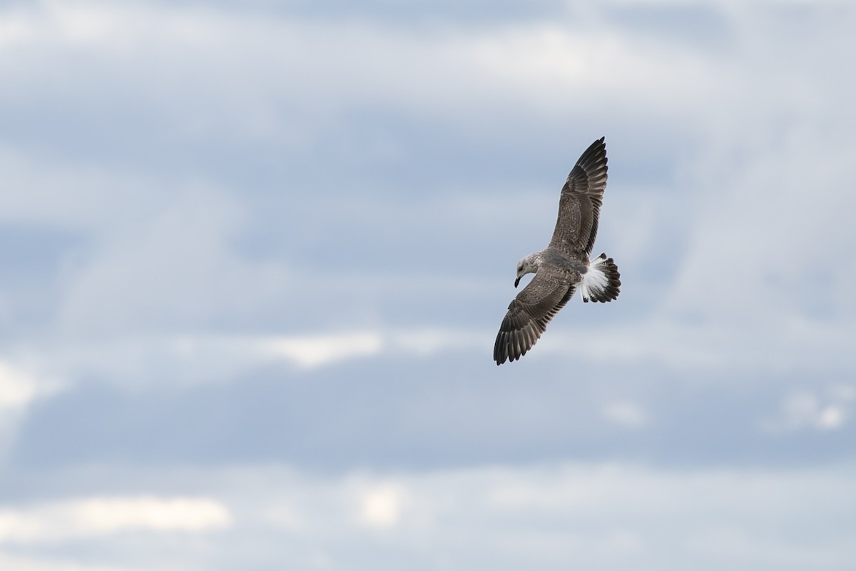 Lesser Black-backed Gull - Aaron Roberge