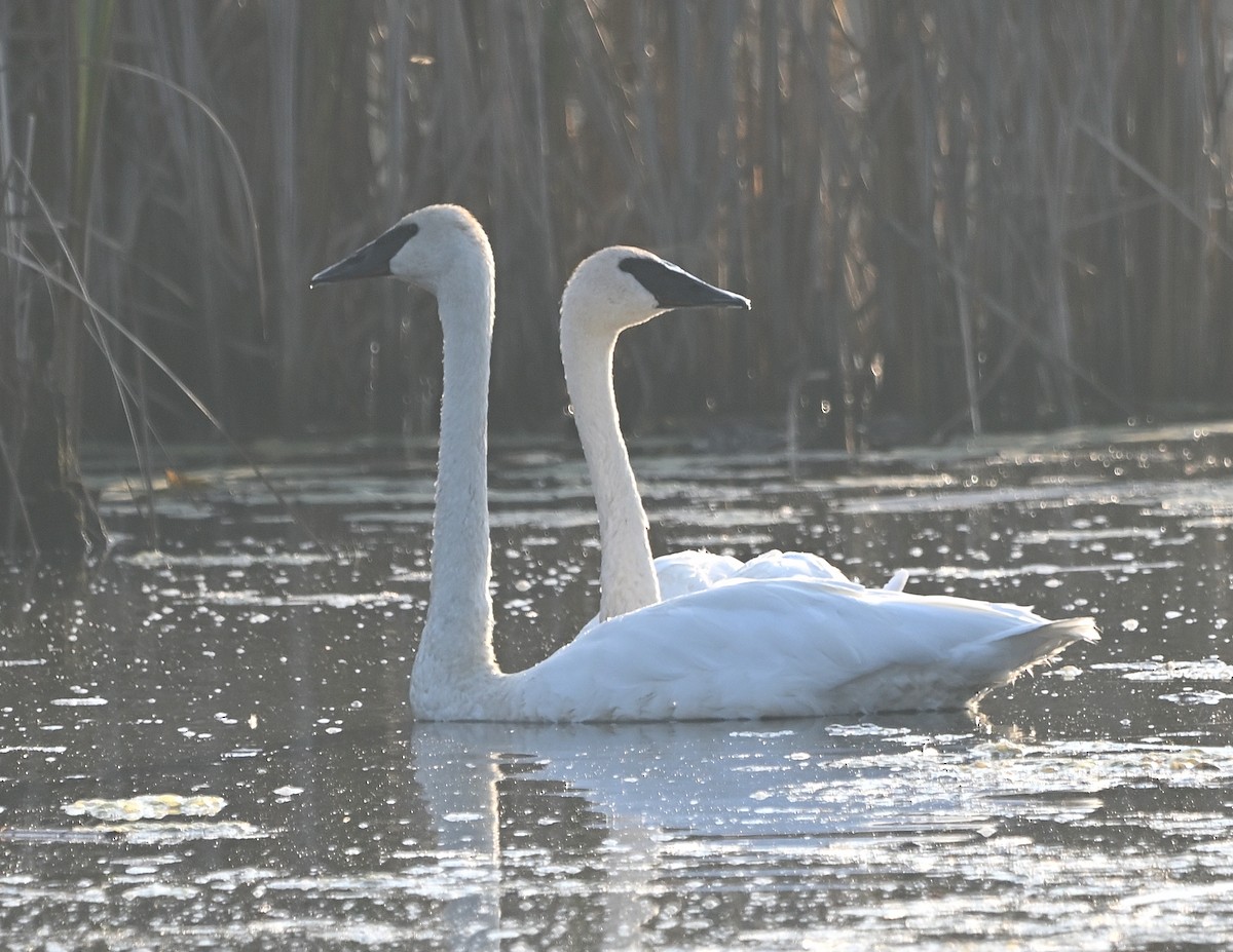 Trumpeter Swan - ML609583119