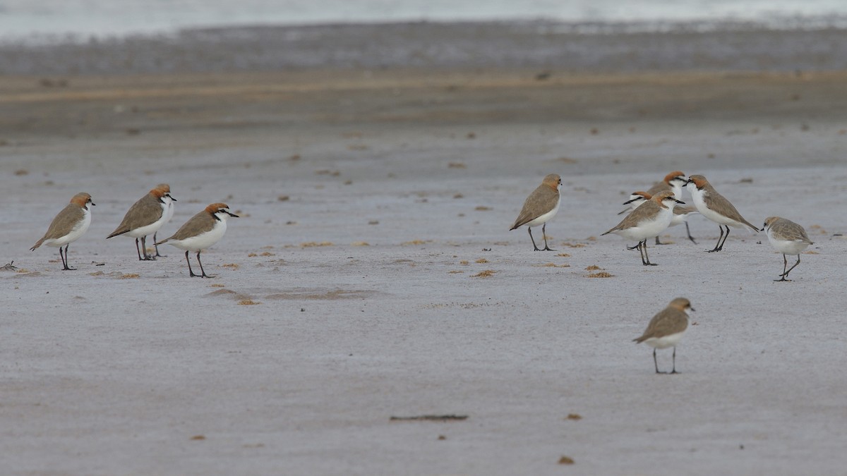 Red-capped Plover - Elaine Rose