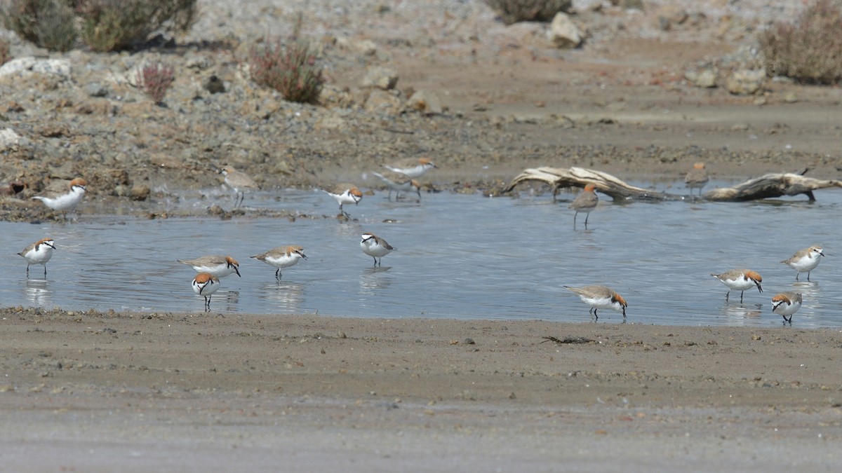 Red-capped Plover - ML609583135