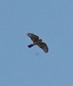 Sharp-shinned Hawk - ML609583148