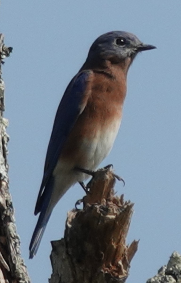 Eastern Bluebird - Lilian Saul