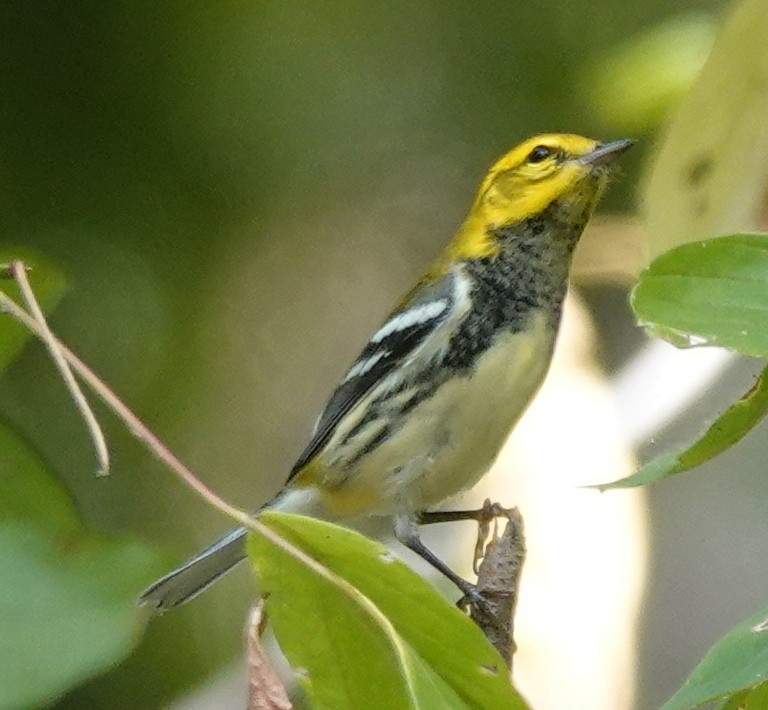 Black-throated Green Warbler - ML609583185