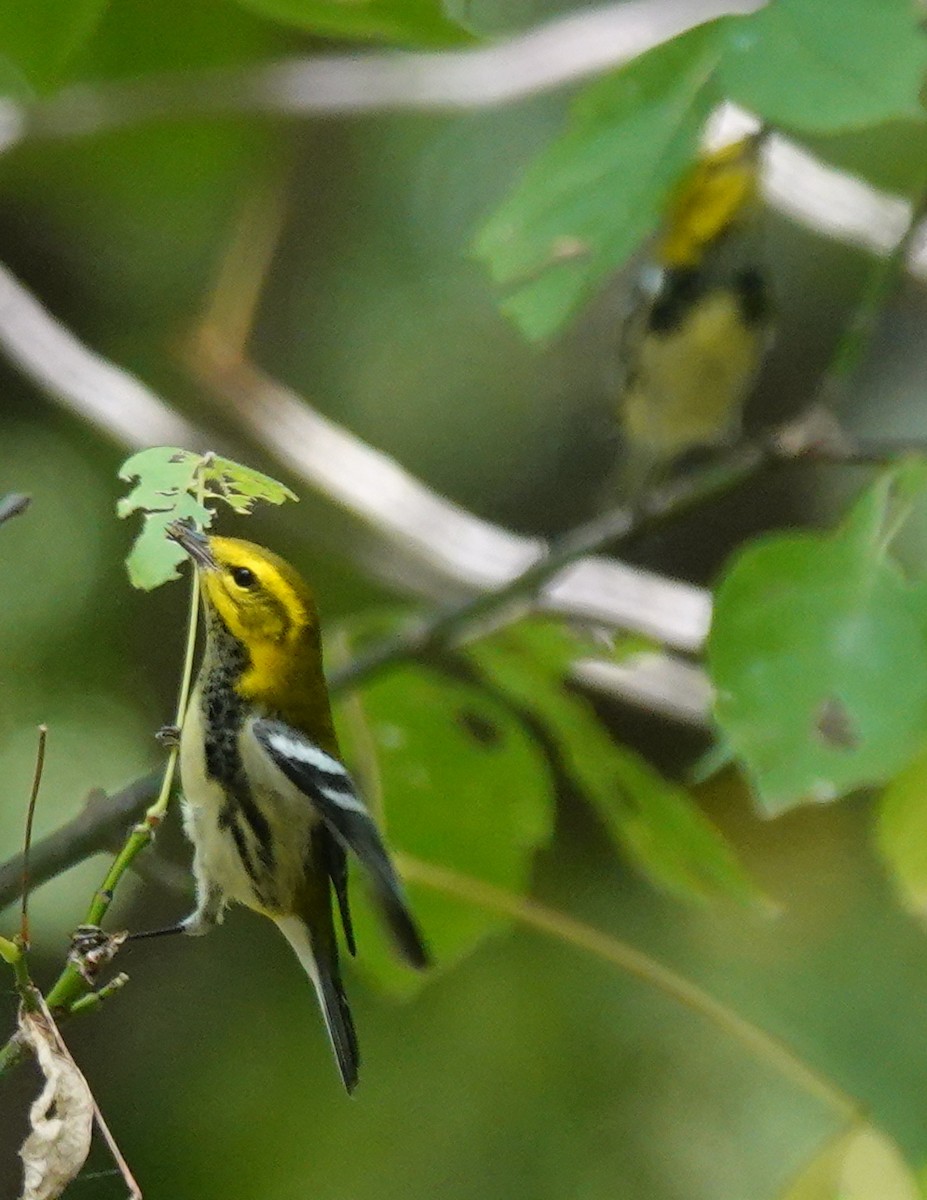 Black-throated Green Warbler - ML609583186